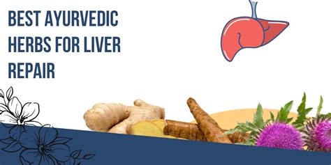 Best Ayurvedic Herbs For Liver Repair Health Engagement