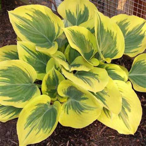 Hosta Liberty