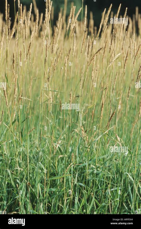 Reed Canary Grass Identification