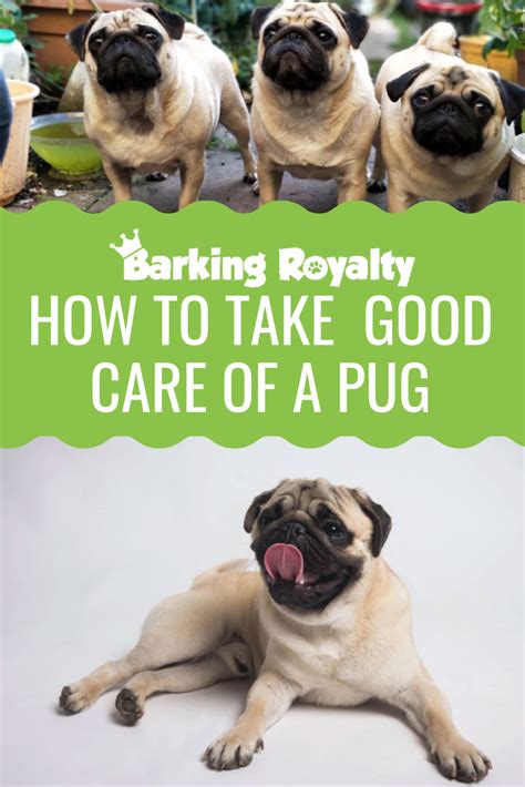 How To Take Care Of A Pug Complete Guide On Pug Care Barking