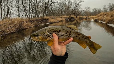 Wisconsin Trout Fishing 1282024 Youtube