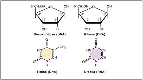 Rna Cido Ribonucleico O Que Significado Estrutura E Tipos