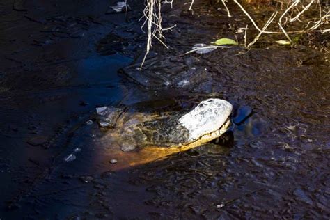 North Carolina alligators frozen in swamp waters (Photo) - Web Top News