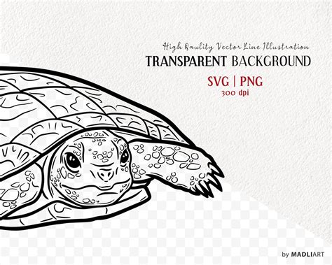 Pancake Tortoise Svg Clipart Land Turtle Vector Artwork Cute Turtle