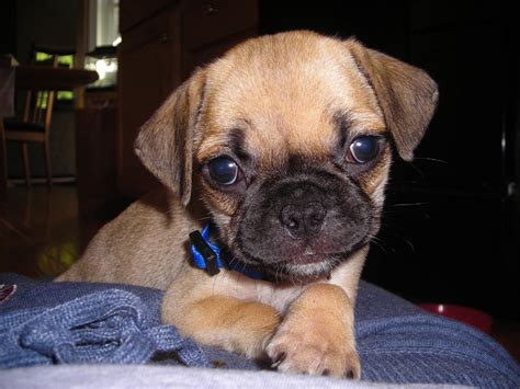 Filepuggle Puppy 6 Weeks