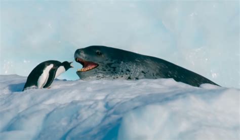 Carrera Mortal Por La Libertad Un Pingüino Y Un León Marino Protagonizan Esta Espectacular