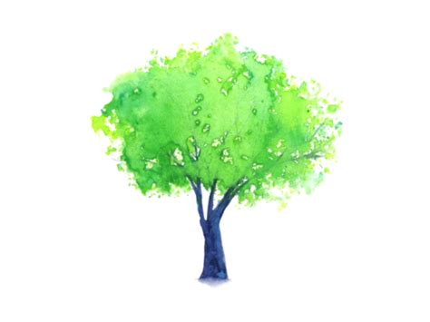 Watercolor Tree PNGs for Free Download