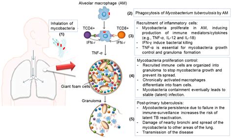 Pharmaceutics Free Full Text Application Of Lipid Based