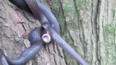 Snakes Having Sex YouTube