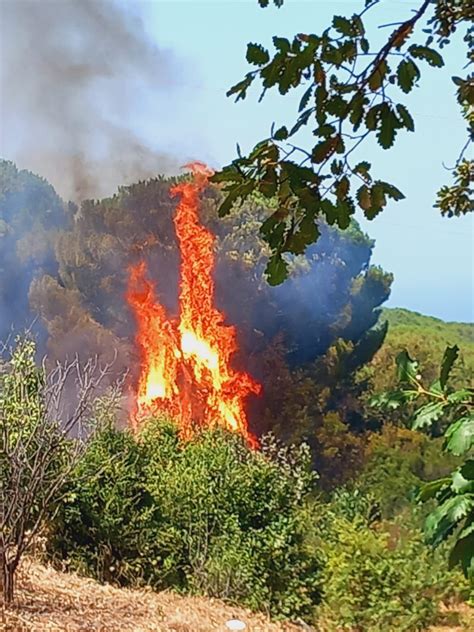 Palermo Assediata Dagli Incendi Panico Ad Altofonte E Mondello Radio