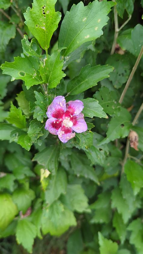 Why aren't my flowers blooming fully? : r/GardeningAustralia
