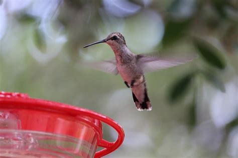 Where Is The Best Place To Hang A Hummingbird Feeder Yummingbird