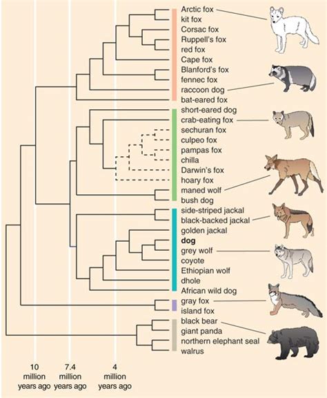 How similar is our DNA to a dog? A Comprehensive Guide – KeepingDog