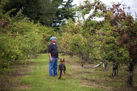 Apple Orchards Bear The Burden Of States Extreme Drought Wbur News