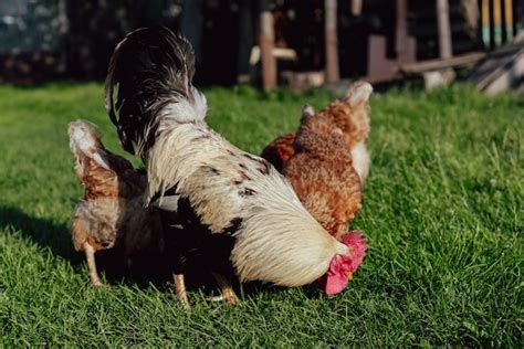 Premium Photo Rooster And Red Hens Grazing On The Grass On Farmyard