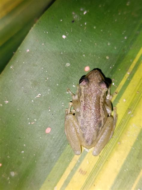 Red Snouted Tree Frog From Mera Ecuador On January At