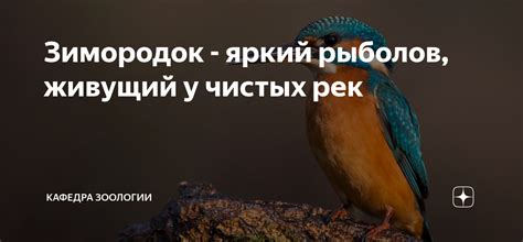 Зимородок - яркий рыболов, живущий у чистых рек | Кафедра зоологии | Дзен