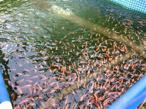 Cultivo De Tilapia Roja Superintensivo En Ceret C Rdoba Fish