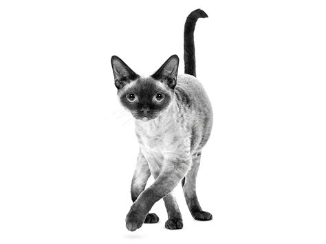 Devon Rex | Royal Canin