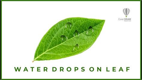 Creating Realistic Water Drops On A Leaf In Coreldraw Design Tutorial