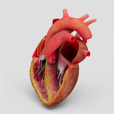 3d Model Human Heart With Animation Vr Ar Low Poly Cgtrader