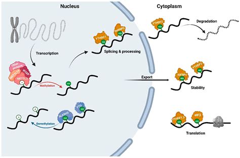 Ijms Free Full Text Emerging Roles For Dna Ma And Rna M A