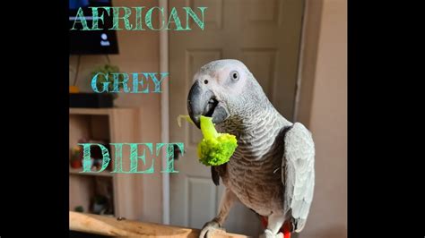 African Grey Parrot Diet Youtube