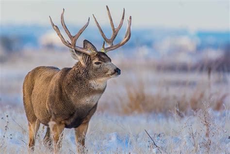 Discover The Largest Deer Ever Caught In Arizona A Z Animals