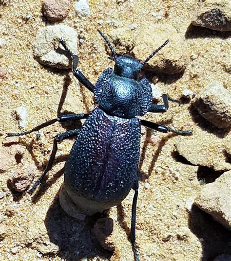 Winged Darkling Beetle Project Noah