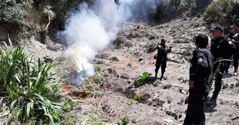 Policía Nacional Civil de Guatemala PNC erradica 8 554 matas de