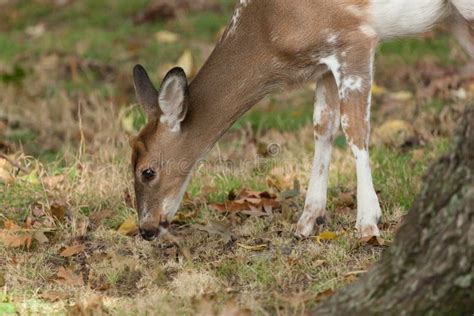 Piebald Whitetail Deer Fawn Stock Image - Image of daylight, game: 76240047