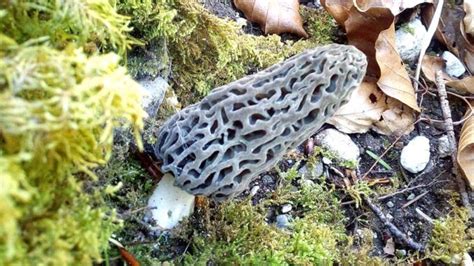 What Trees Are Best For Black Morels Mushroomstalkers