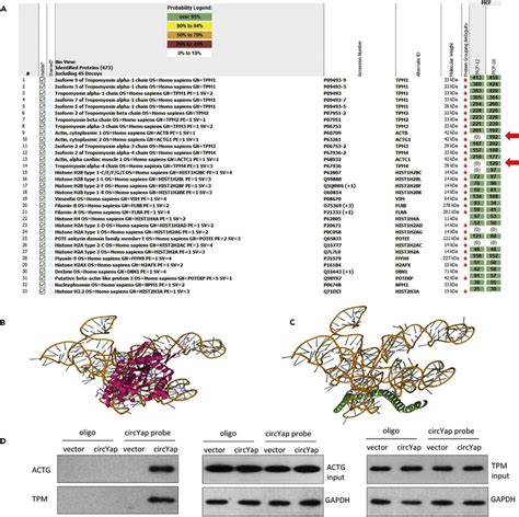 Example data showing the results following circular RNA probe pull-down ...