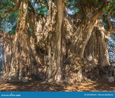 Arbol Del Tule A Giant Sacred Tree In Tule Oaxaca Mexico Royalty