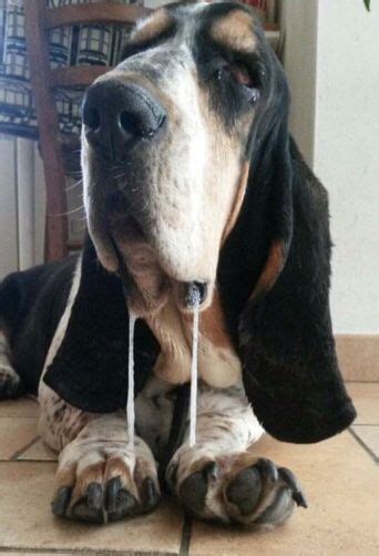 Why Do Basset Hounds Drool So Much