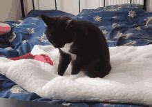 Cat Making Biscuits GIF - Cat Making Biscuits - Discover & Share GIFs