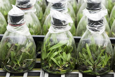 Orchid Tissue Culture Stock Photo Mhchuang 9922376