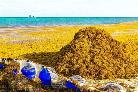 algas marinas sargazo red caribe playa agua playa del carmen México