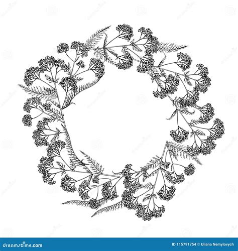 Yarrow Milfoil Flower Medicinal Plant Achillea Millefolium Cartoon Vector