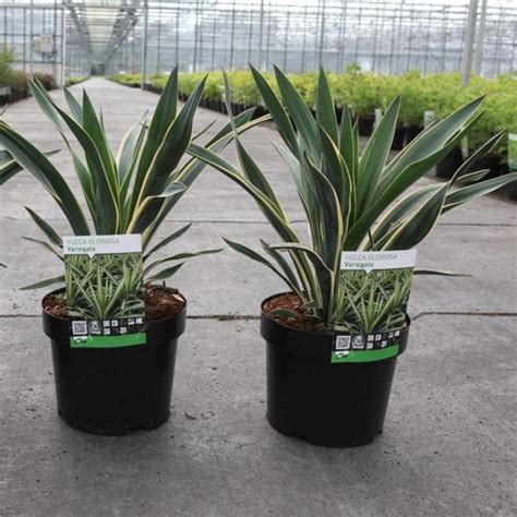 Yucca Gloriosa Variegata Buy Plants At Coolplants