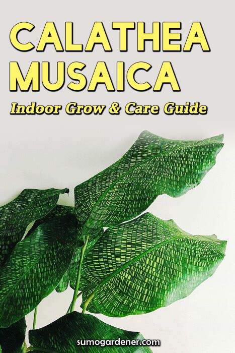 Calathea Musaica Indoor Grow Care Guide Sumo Gardener