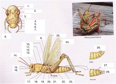 Female Grasshopper Diagram Quizlet