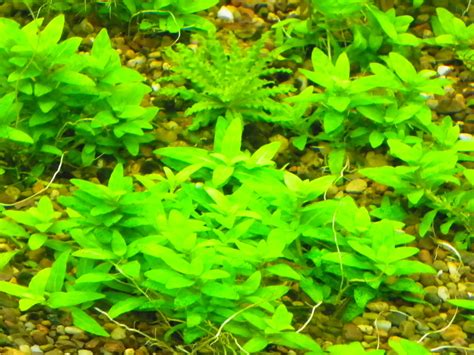 For Sale Staurogyne Repens Aquarium Advice Forum Community