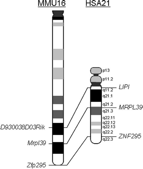 Schematic Of The Syntenic Segments In The Human Q Q Region And