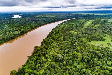 Menjelajahi Hutan Hujan Terluas Di Dunia