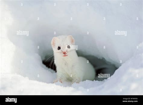 Stoat In Snow Hi Res Stock Photography And Images Alamy