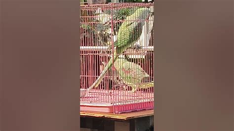 Sweet Corn Khane Aaya Parrot 🦜🦜 Youtube