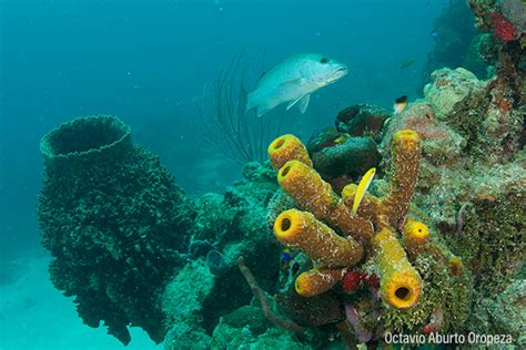 Sitios prioritarios para la conservación de la biodiversidad marina