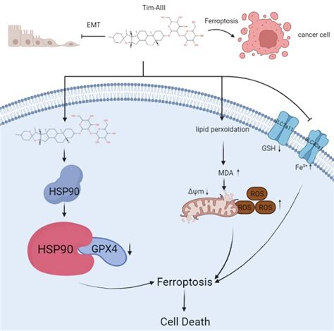 Timosaponin Aiii Promotes Non Small Cell Lung Cancer Ferroptosis