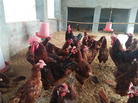 Poultry Unit Krishi Vigyan Kendra Barnala